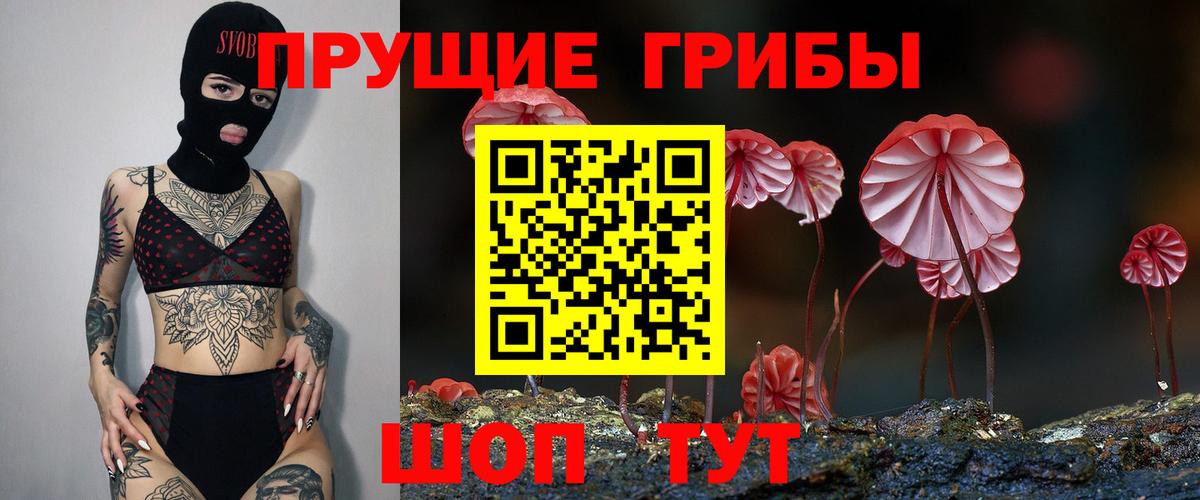 Пугачёв  Псилоцибиновые грибы Psilocybine cubensis  Вход с VPN 